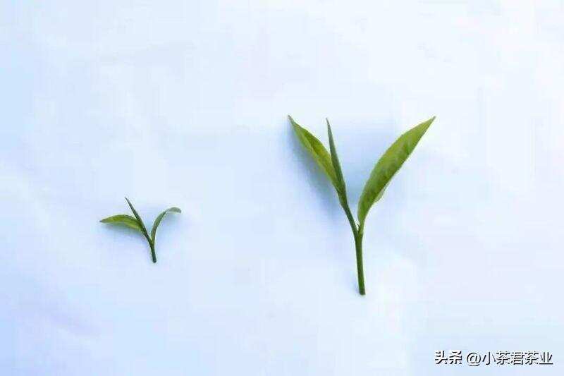 大叶种红茶和小叶种红茶的区别
