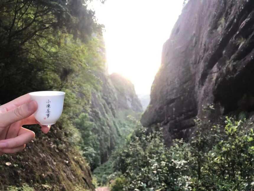 泡岩茶，为什么武夷山人很少洗茶？聊聊武夷山喝茶的“地方特色”
