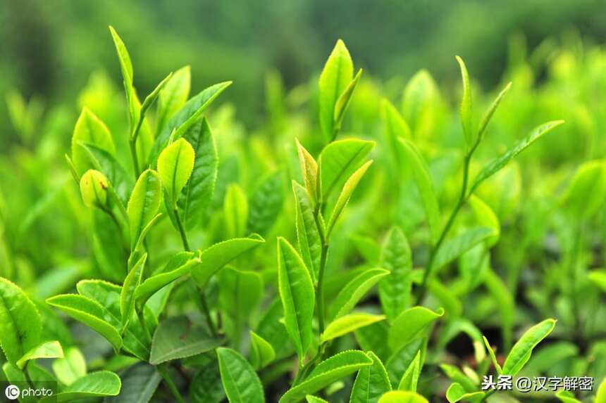 西湖龙井茶的功效特点，喝西湖龙井茶有什么好处作用