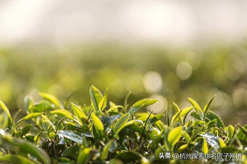 茶叶十大品牌排行榜前10名，中国十大名茶最新排名