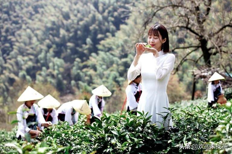 黄山特产什么茶叶有哪些，黄山产什么茶叶最出名