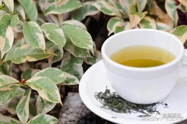 白茶的功效与作用及副作用，白茶适合什么人群喝