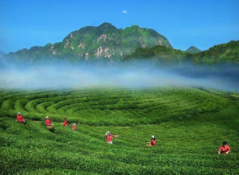 江西庐山盛产什么名茶，江西庐山云雾怎么样？