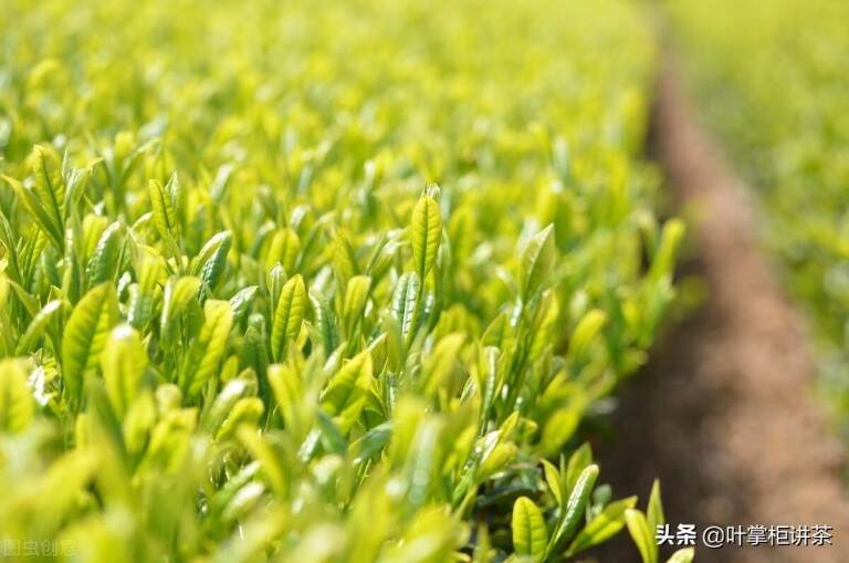 天山绿茶产于哪里，天山绿茶的功效与作用