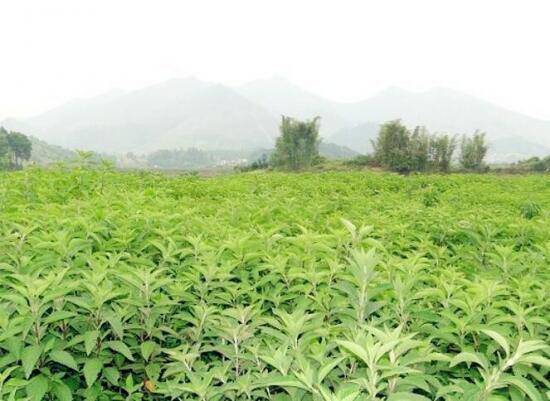 溪黄草的介绍，溪黄草茶的功效与作用