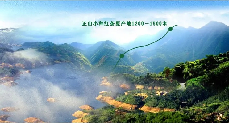 世界红茶鼻祖——正山小种，你了解吗？