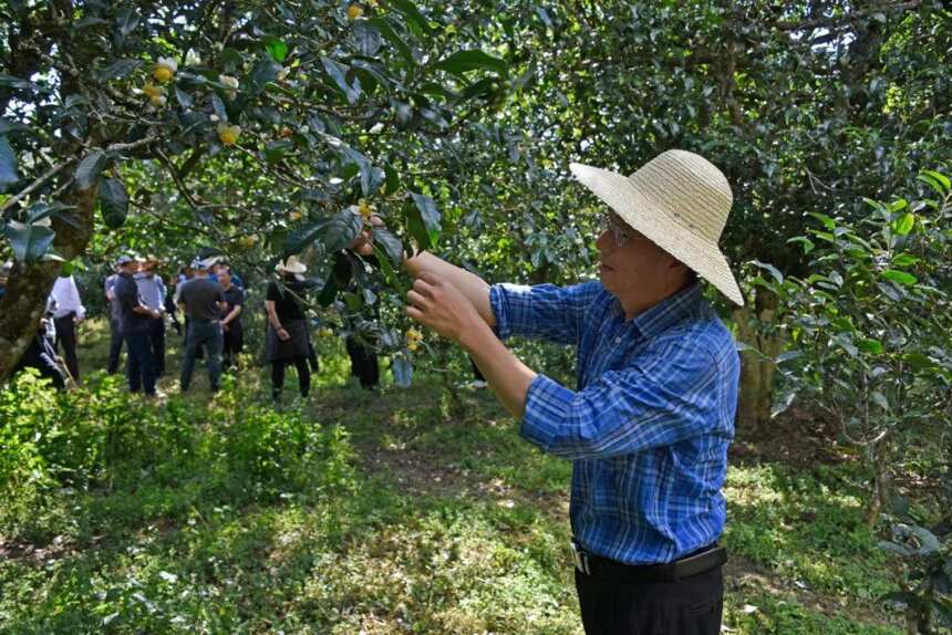 西南林业大学教授 蓝增全 │云南是世界茶文化的“根”和“源”