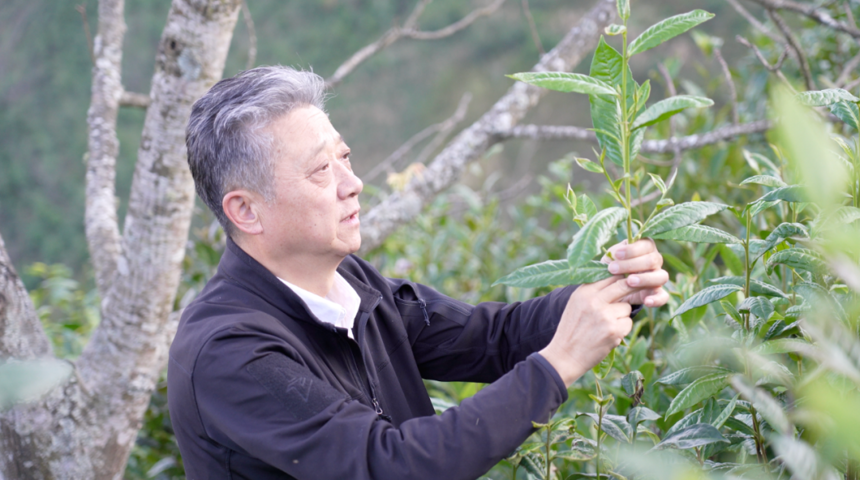 云南省茶马古道研究会会长 胡皓明 | 云南茶，也是世界茶