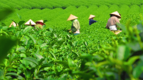 绿茶种类图片大全