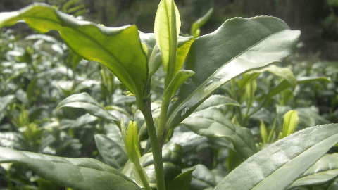 黄茶的栽培技术