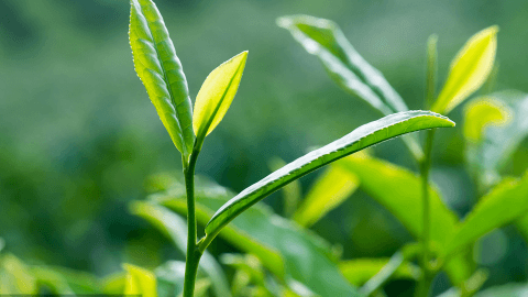 鸣翅茶树种植技术
