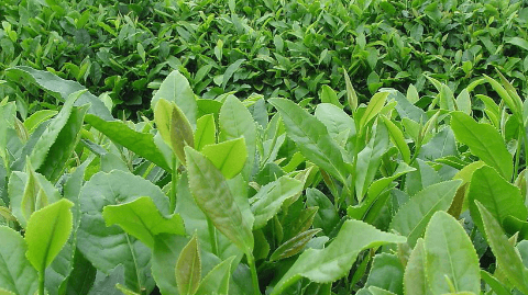 生茶种植