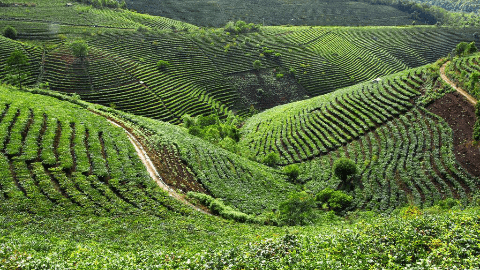 湖南茶叶种植面积