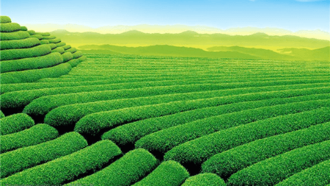 黄山茶叶种植面积