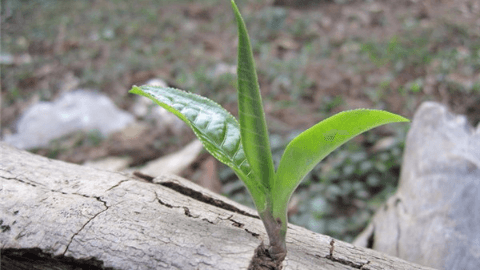 海南茶叶生长的优越自然条件