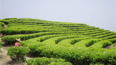 海青茶叶种植视频