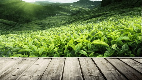 什么茶叶属于绿茶种类