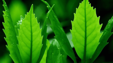 大叶绿茶叶种类大全及图片