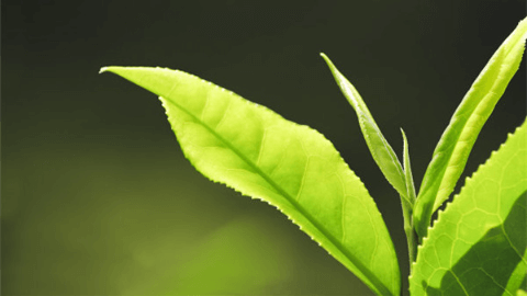 绿茶减肥作用研究论文