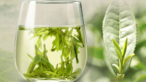 绿茶采摘季节