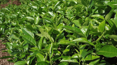 竹叶青茶是品种吗